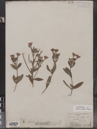 Epilobium hirsutum image