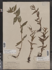 Epilobium ciliatum image