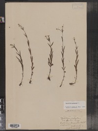 Epilobium palustre image