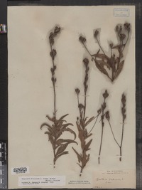 Oenothera fruticosa ssp. glauca image