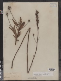 Oenothera fruticosa ssp. glauca image