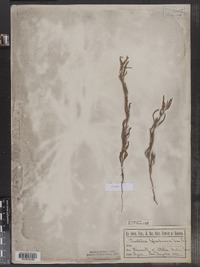 Image of Oenothera spachiana