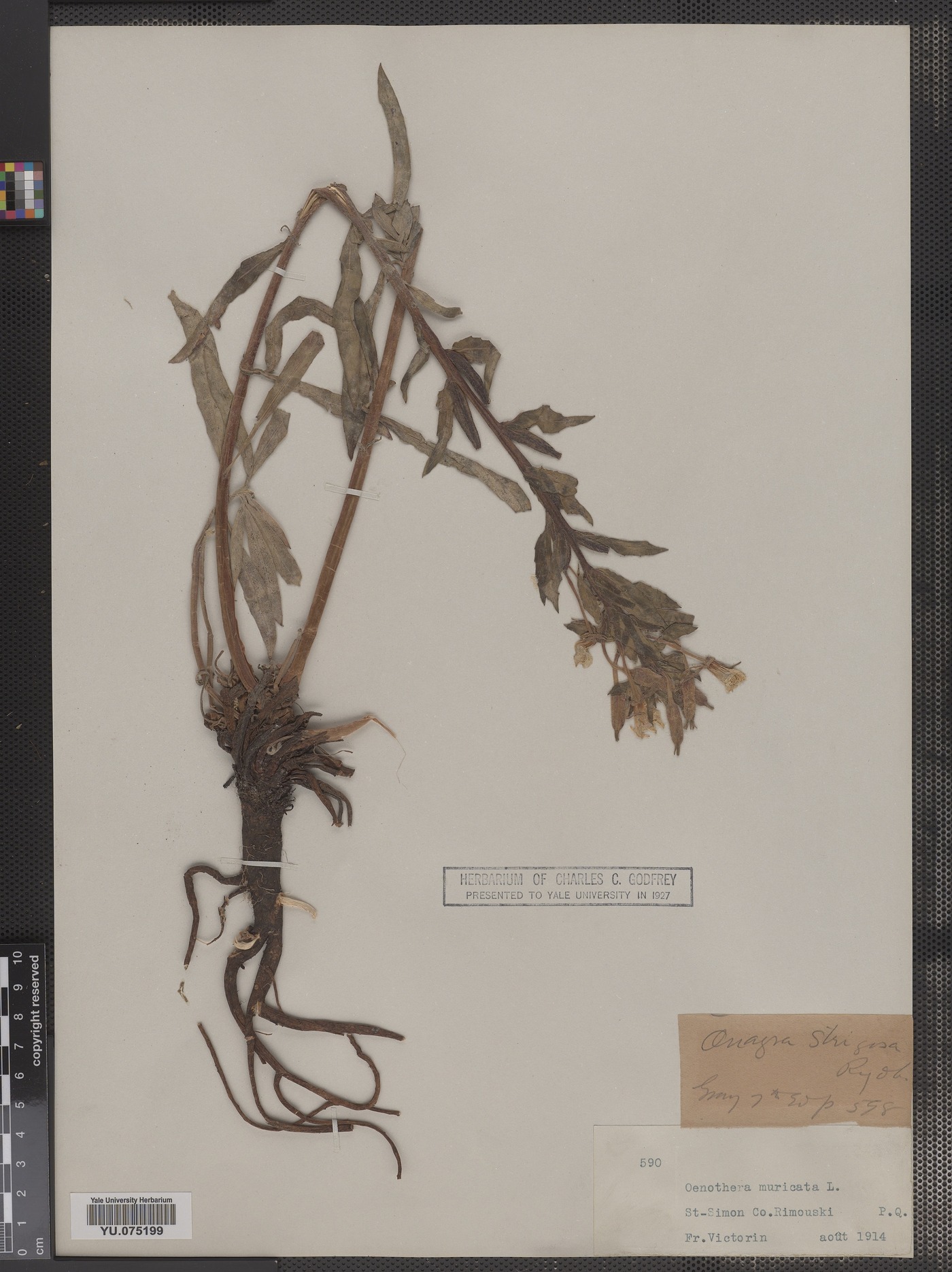 Oenothera villosa ssp. strigosa image