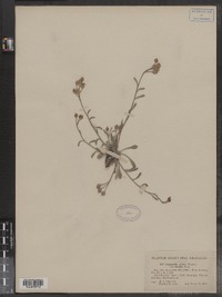 Image of Lesquerella arctica