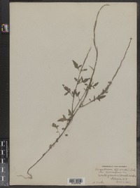 Sisymbrium officinale image