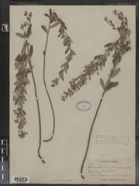 Helianthemum bicknellii image