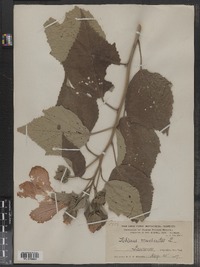 Hibiscus moscheutos image