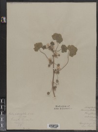 Malva pusilla image