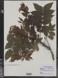 Ailanthus altissima image