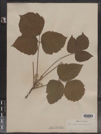 Toxicodendron pubescens image