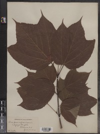 Acer pensylvanicum image