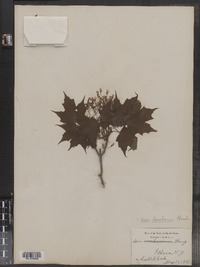 Acer saccharum image