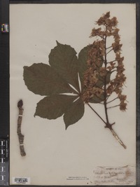 Aesculus hippocastanum image