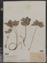 Cornus canadensis image