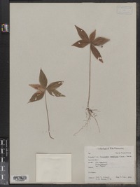 Trientalis borealis ssp. borealis image