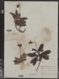 Chimaphila umbellata image