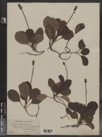 Pyrola chlorantha image