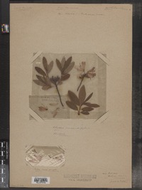 Rhododendron canadense image