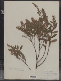 Chamaedaphne calyculata image