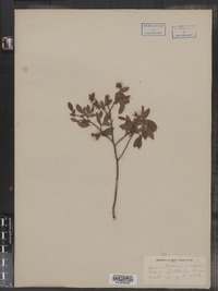 Vaccinium pallidum image