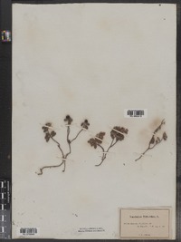 Vaccinium vitis-idaea image