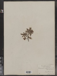 Vaccinium corymbosum image