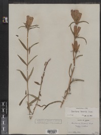 Gentiana linearis image