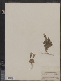 Image of Gentiana nesophila