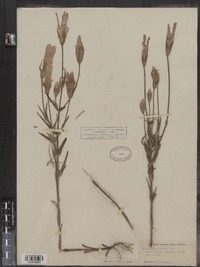 Gentianopsis virgata ssp. virgata image