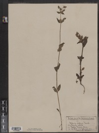 Halenia deflexa image
