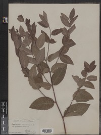 Apocynum cannabinum var. pubescens image