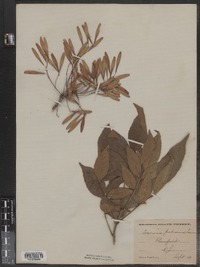 Image of Fraxinus pubescens