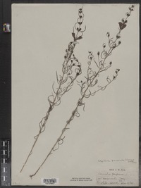Agalinis paupercula var. paupercula image