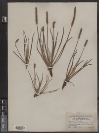 Plantago juncoides var. decipiens image