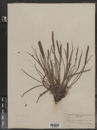 Plantago maritima var. juncoides image