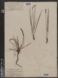 Plantago juncoides var. decipiens image