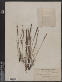 Plantago maritima image