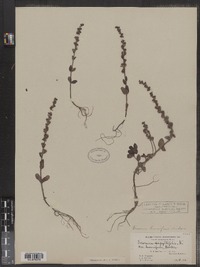 Veronica serpyllifolia ssp. humifusa image