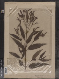 Verbena hastata image