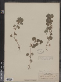 Glechoma hederacea image