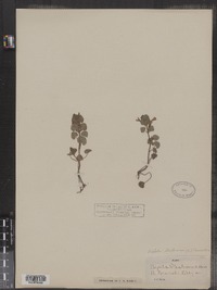 Glechoma hederacea image