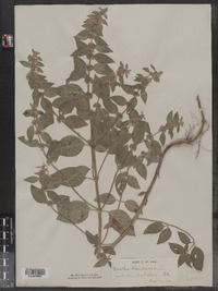 Mentha arvensis image