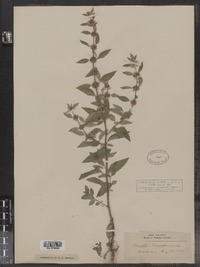 Mentha arvensis image