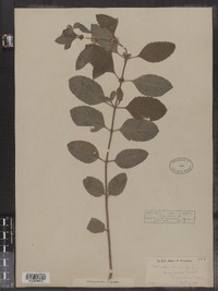 Mentha arvensis image