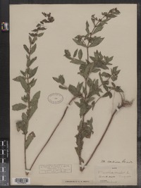 Mentha gracilis image