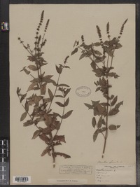 Mentha spicata image