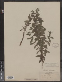 Mentha spicata image