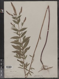 Mentha spicata image