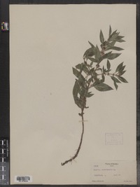 Mentha arvensis image