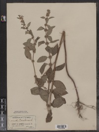 Mentha arvensis image